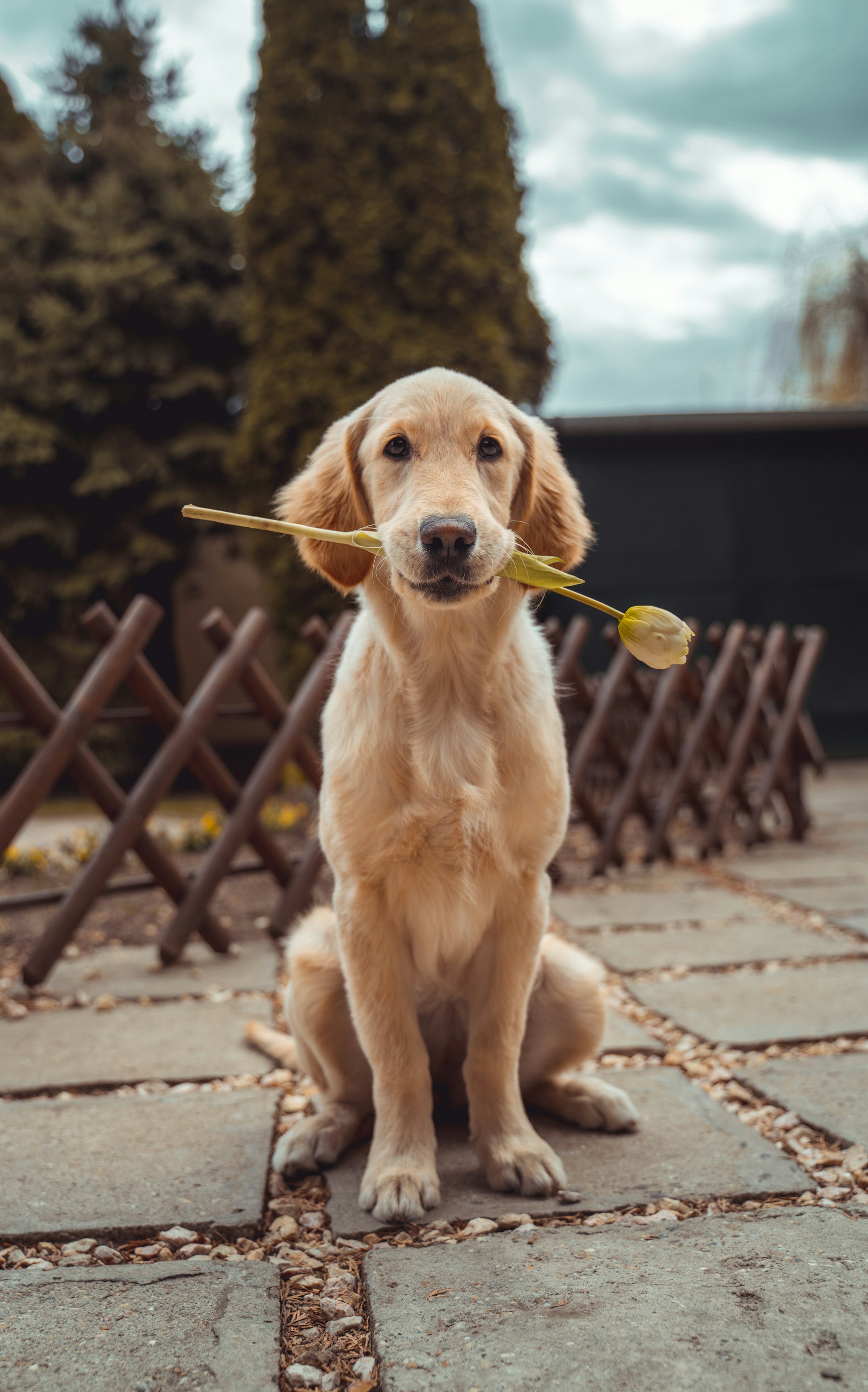 Golden dog outdoors